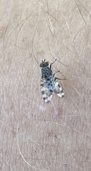 Pseudotephritis