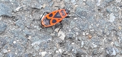 Pyrrhocoris apterus