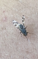 Pseudotephritis