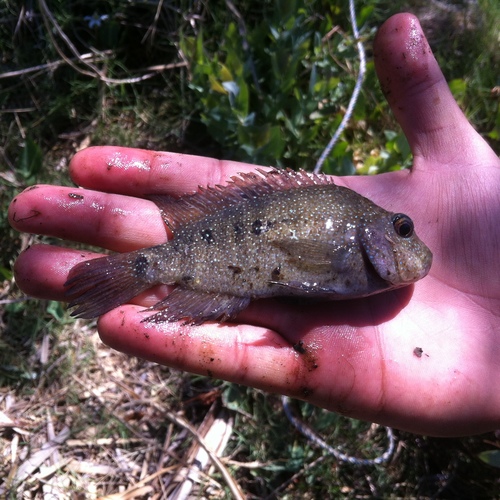 Cuatro Cienegas Cichlid