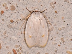 Durrantia piperatella