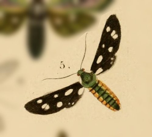 Amata lateralis