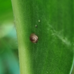 Liardetia