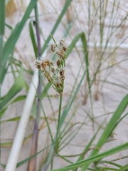 Fimbristylis castanea