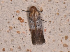 Chararica hystriculella