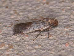 Chararica hystriculella