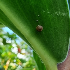 Liardetia