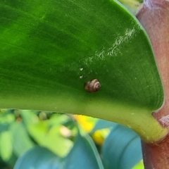 Liardetia