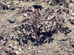 Sidotheca emarginata