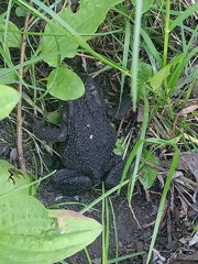 Bufo bufo