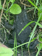 Bufo bufo