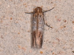Chararica hystriculella