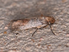 Chararica hystriculella