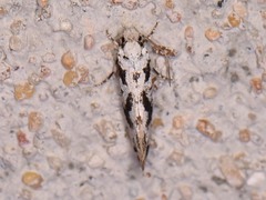 Nemapogon defectella