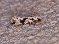 Nemapogon defectella