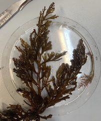 Cystoseira compressa