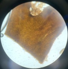 Cystoseira compressa