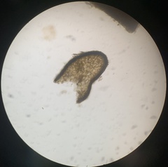 Cystoseira compressa