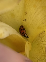 Harmonia axyridis