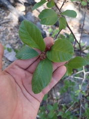 Frangula betulifolia