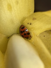 Harmonia axyridis