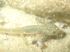 Lissotriton schmidtleri