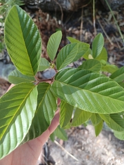 Frangula betulifolia