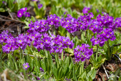 Primula auriculata