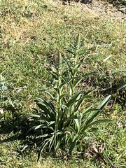 Digitalis parviflora