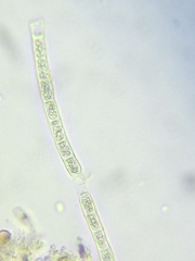 Microspora