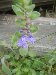 Scutellaria drummondii