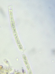 Microspora