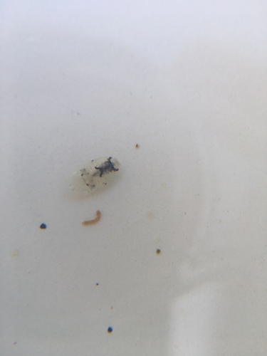 Exosphaeroma inornata