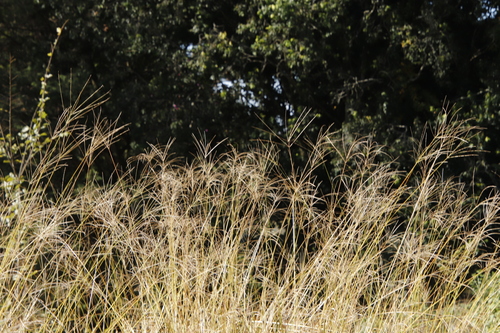 Image of Digitaria eriantha by (c) Tony Rebelo, some rights reserved (CC BY-SA)