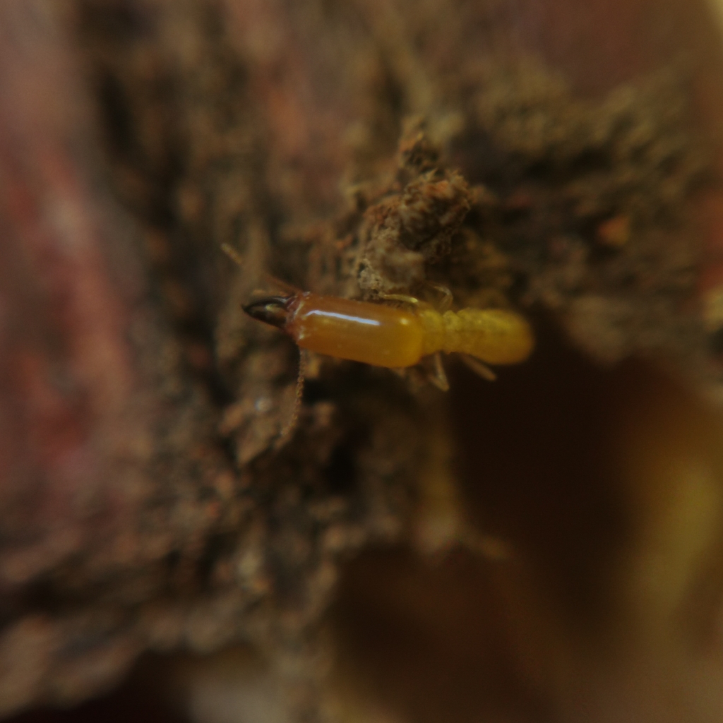 Heterotermes longiceps