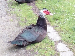 Cairina moschata domestica