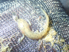 Lissotriton schmidtleri