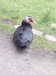Cairina moschata domestica