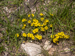 Potentilla glaucescens