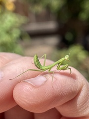 Stagmomantis limbata
