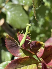 Stagmomantis limbata