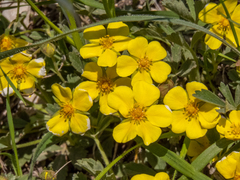 Potentilla glaucescens