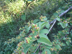 Cotoneaster racemiflorus