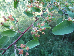 Cotoneaster racemiflorus