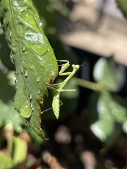 Stagmomantis limbata