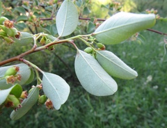 Cotoneaster racemiflorus