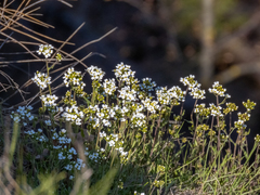 Schivereckia podolica