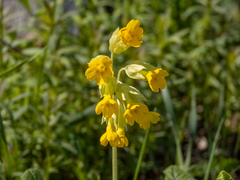 Primula veris