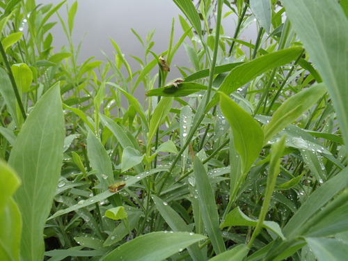 Cope's Gray Tree Frog photographed in Nebraska