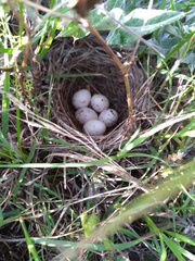 Chondestes grammacus